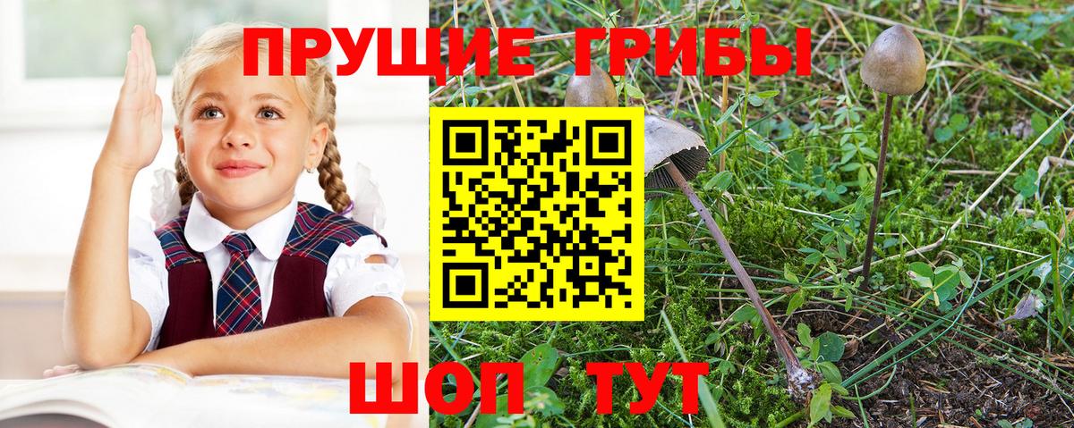 Псилоцибиновые грибы мицелий Клин